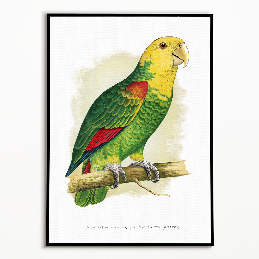 Double-Fronted or Le Vaillant's Amazon - Art Print