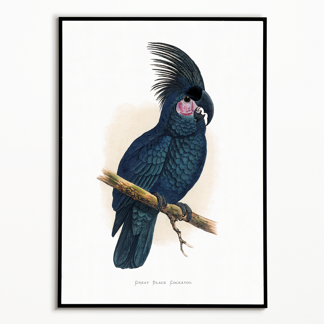 Great Black Cockatoo - Art Print