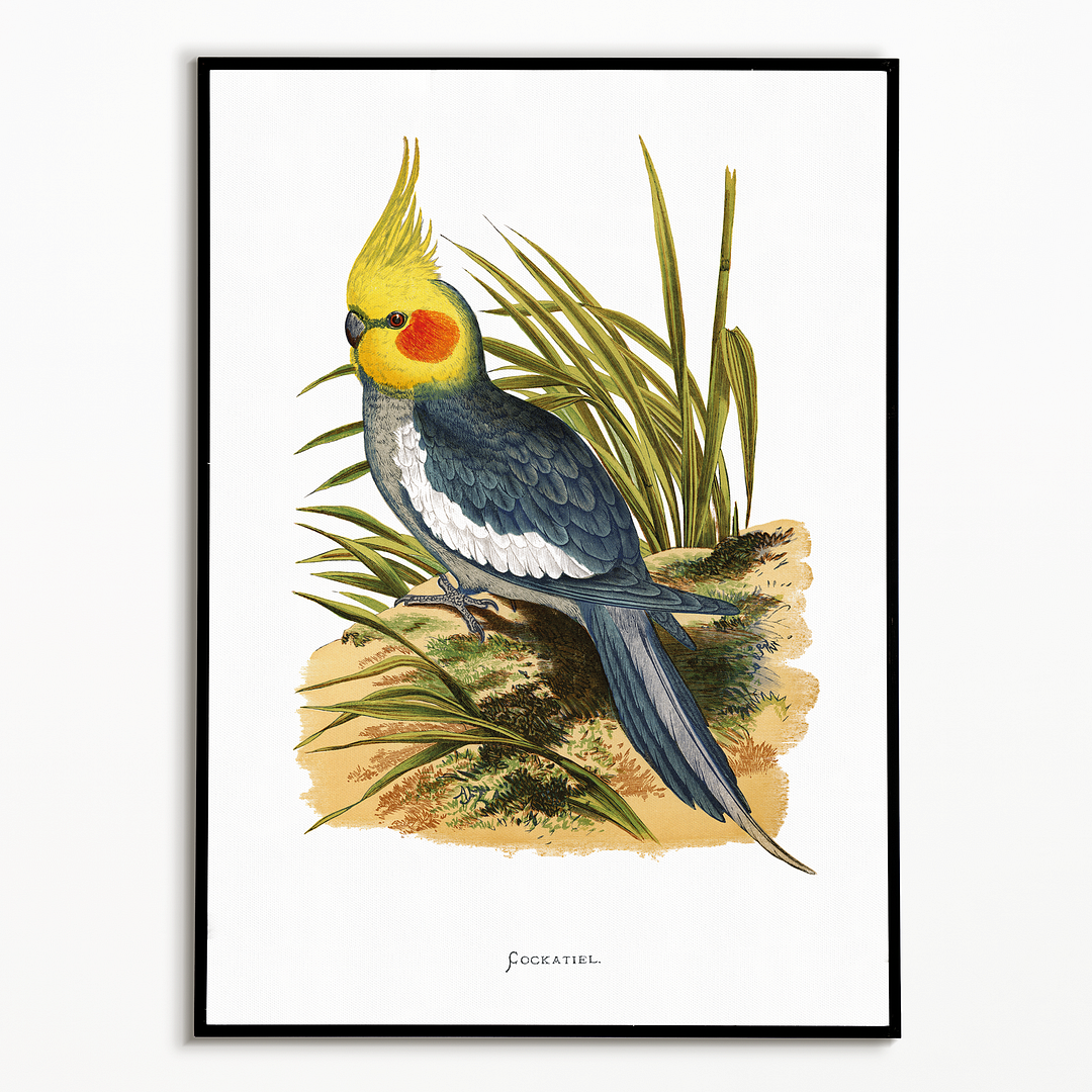 Cockatiel - Art Print