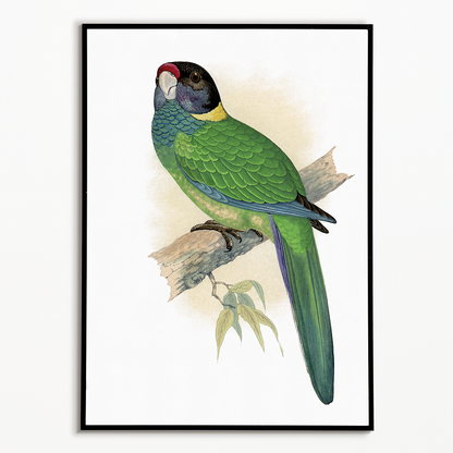 Yellow-Naped Parrakeet - Art Print