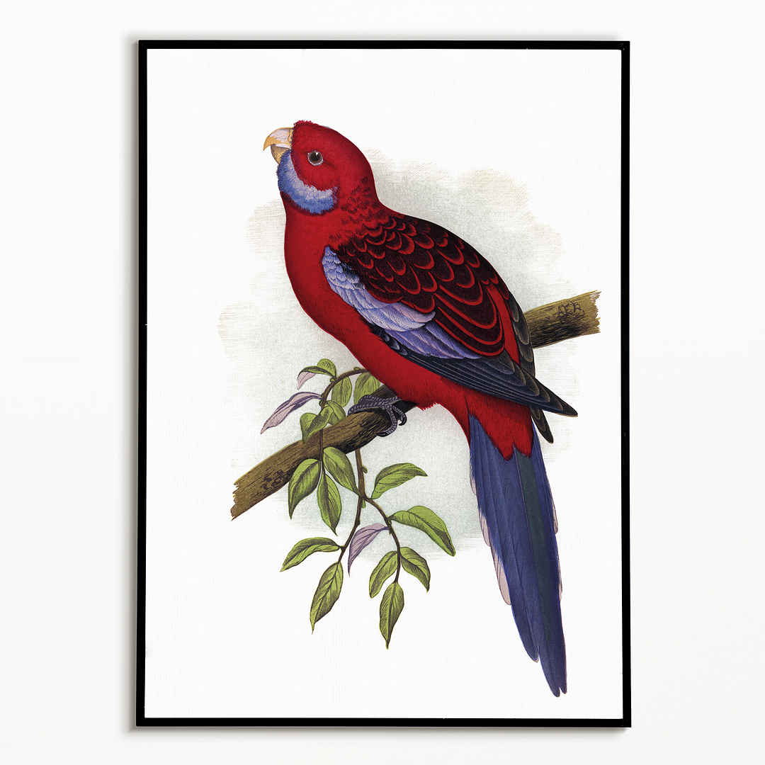 Pennant's Parrakeet - Art Print