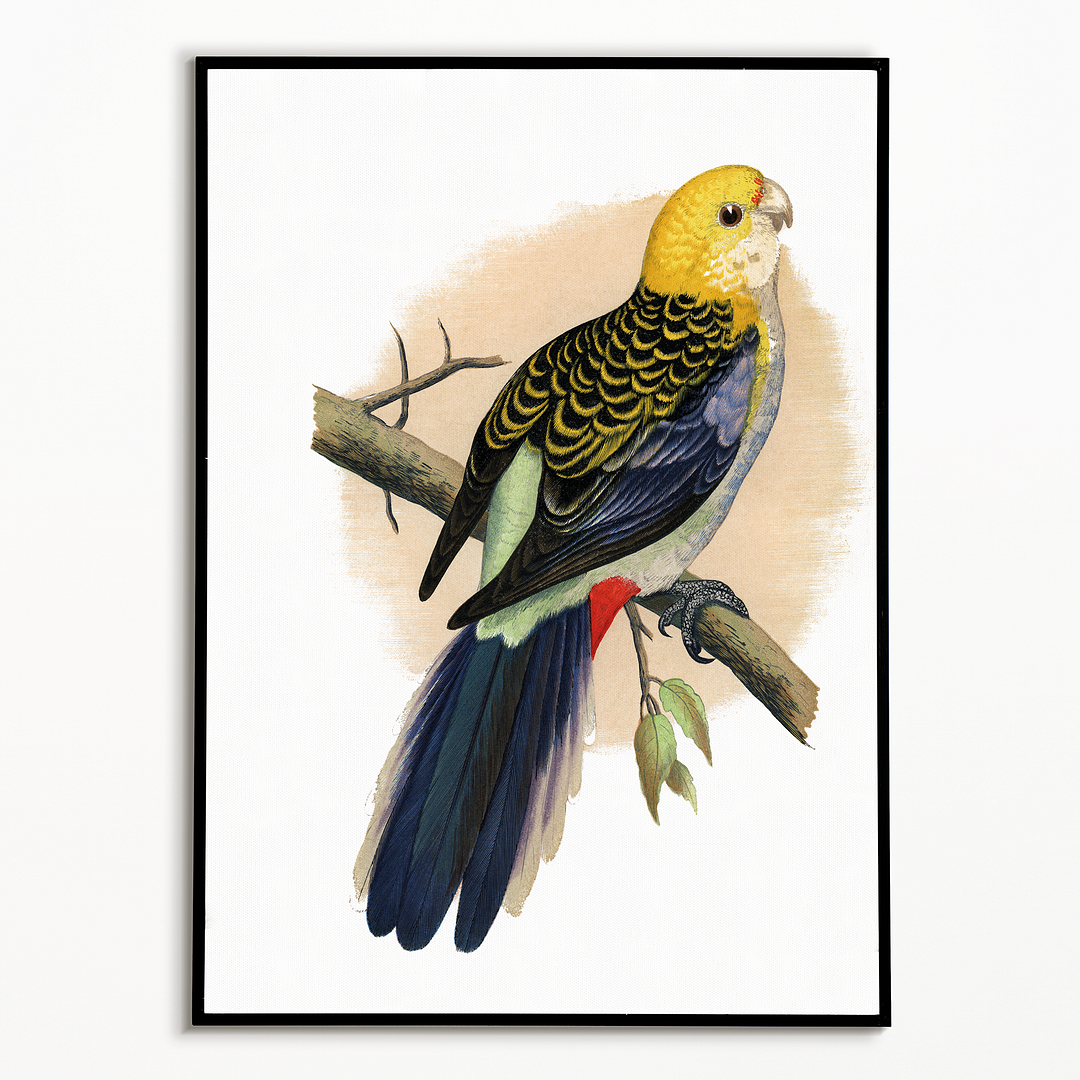 Pale-Headed or Mealy Rosella  - Art Print