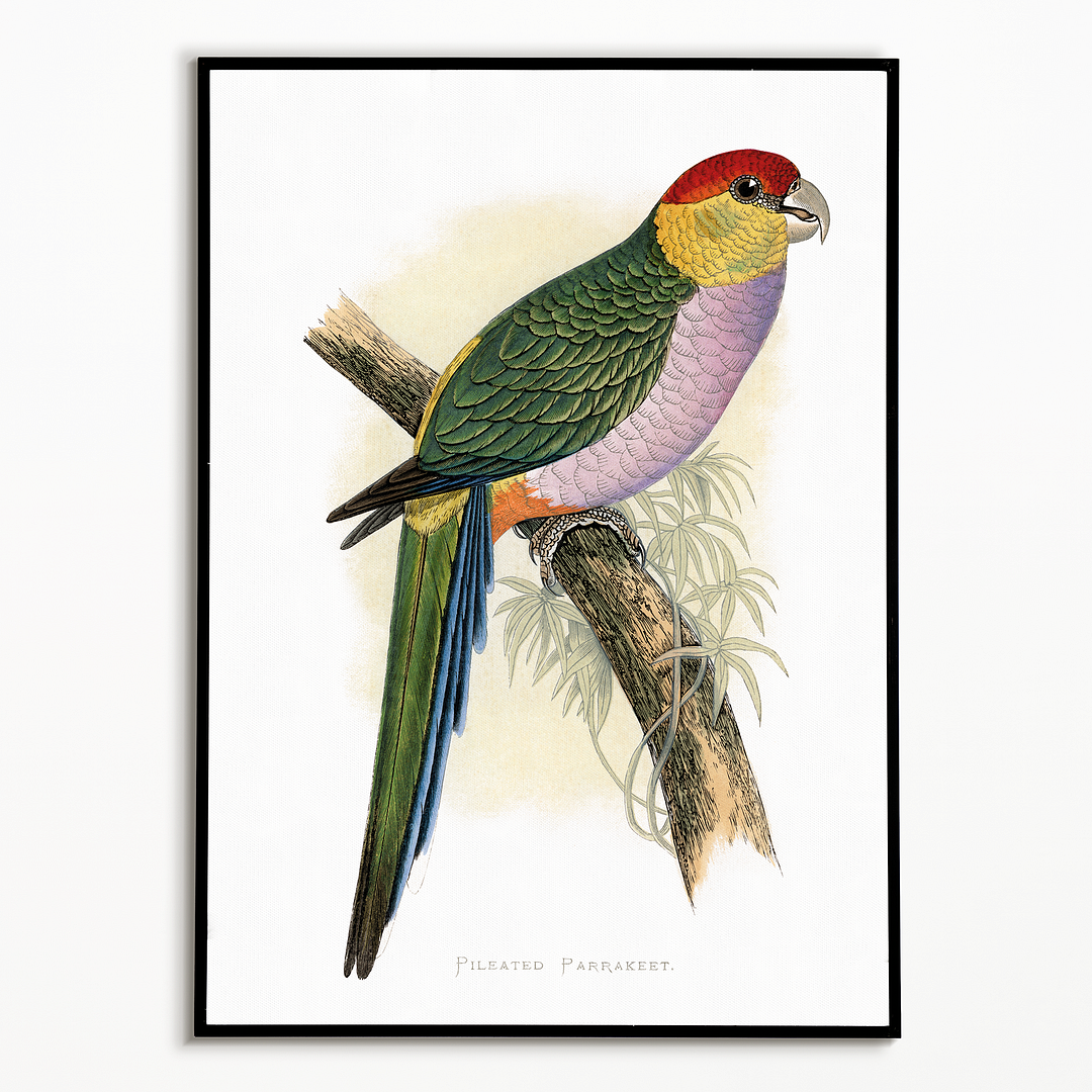 Pileated Parrakeet - Art Print