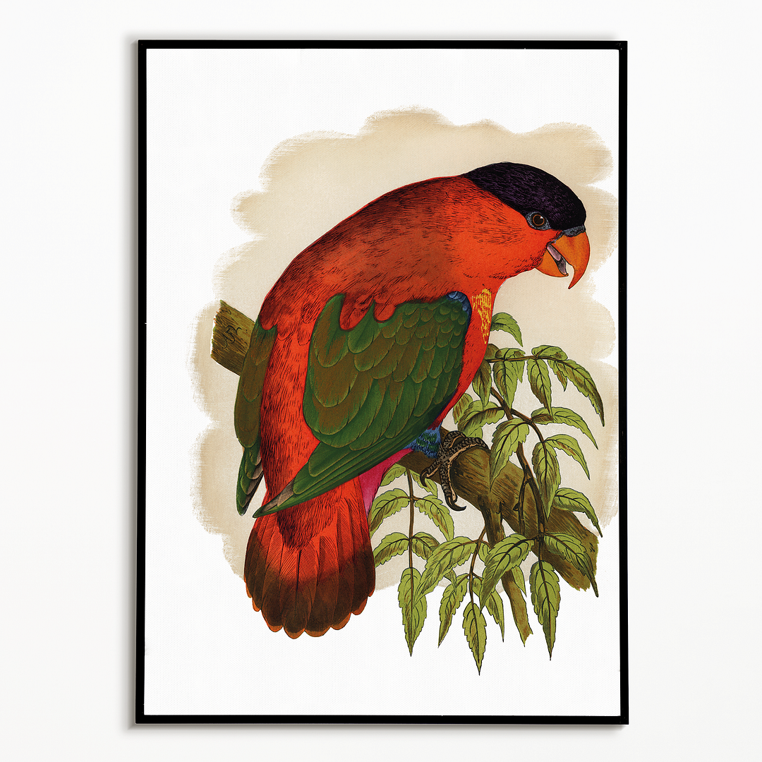 Purple-capped Lory - Art Print
