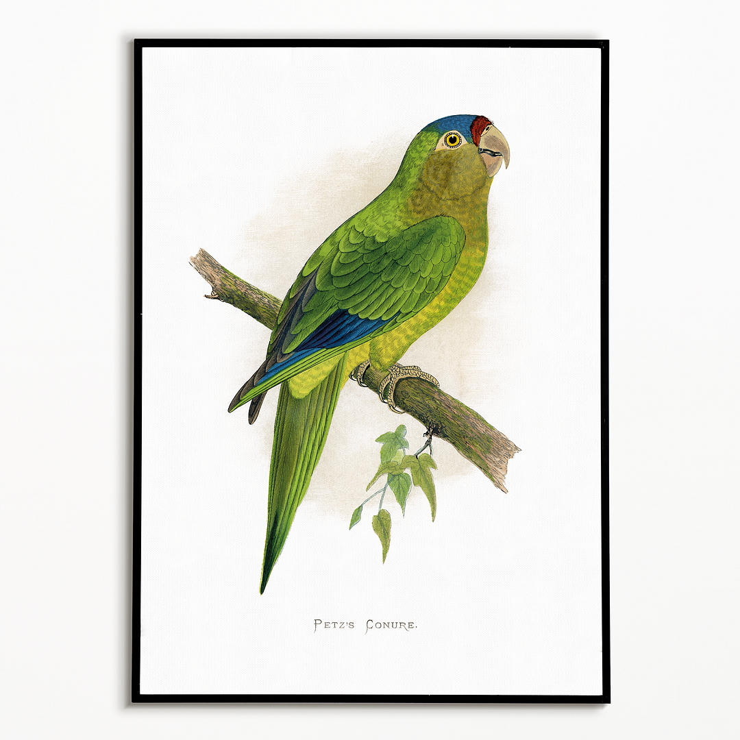 Petz's Conure - Art Print