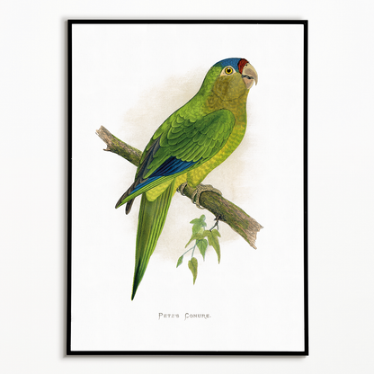 Petz's Conure - Art Print