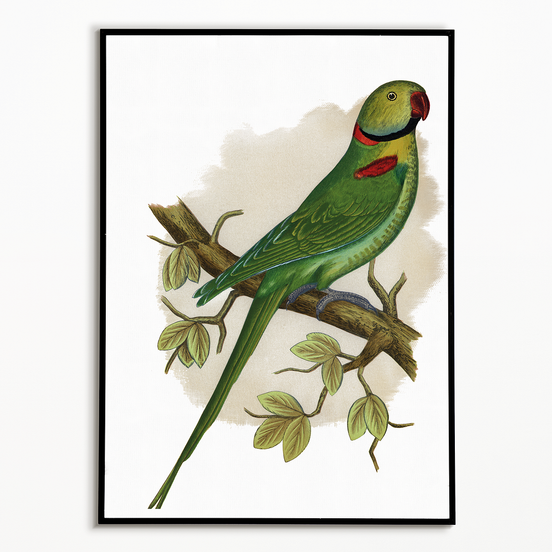 Alexandrine Parakeet - Art Print