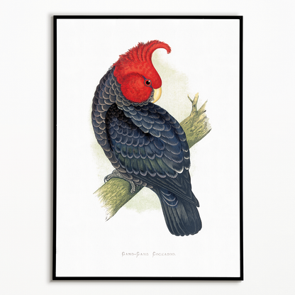 Gang-Gang Cockatoo - Art Print