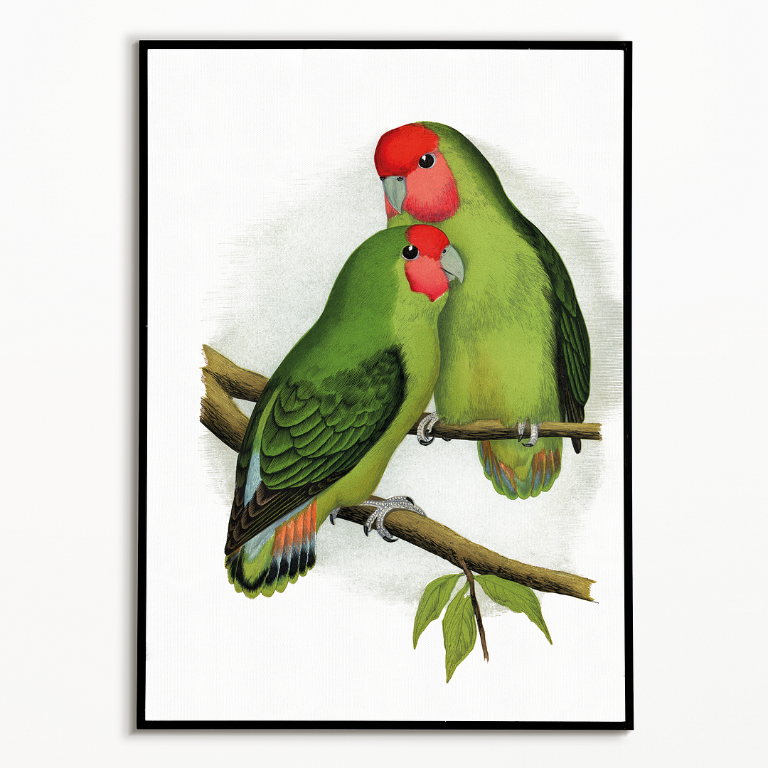 Rosy-Faced Love-Bird - Art Print