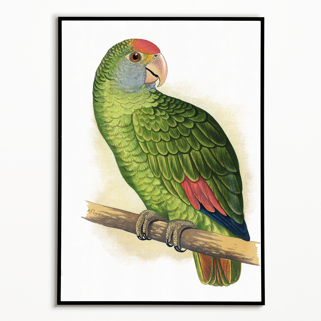 Dufresne's Amazon - Art Print