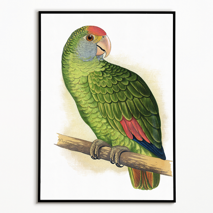 Dufresne's Amazon - Art Print