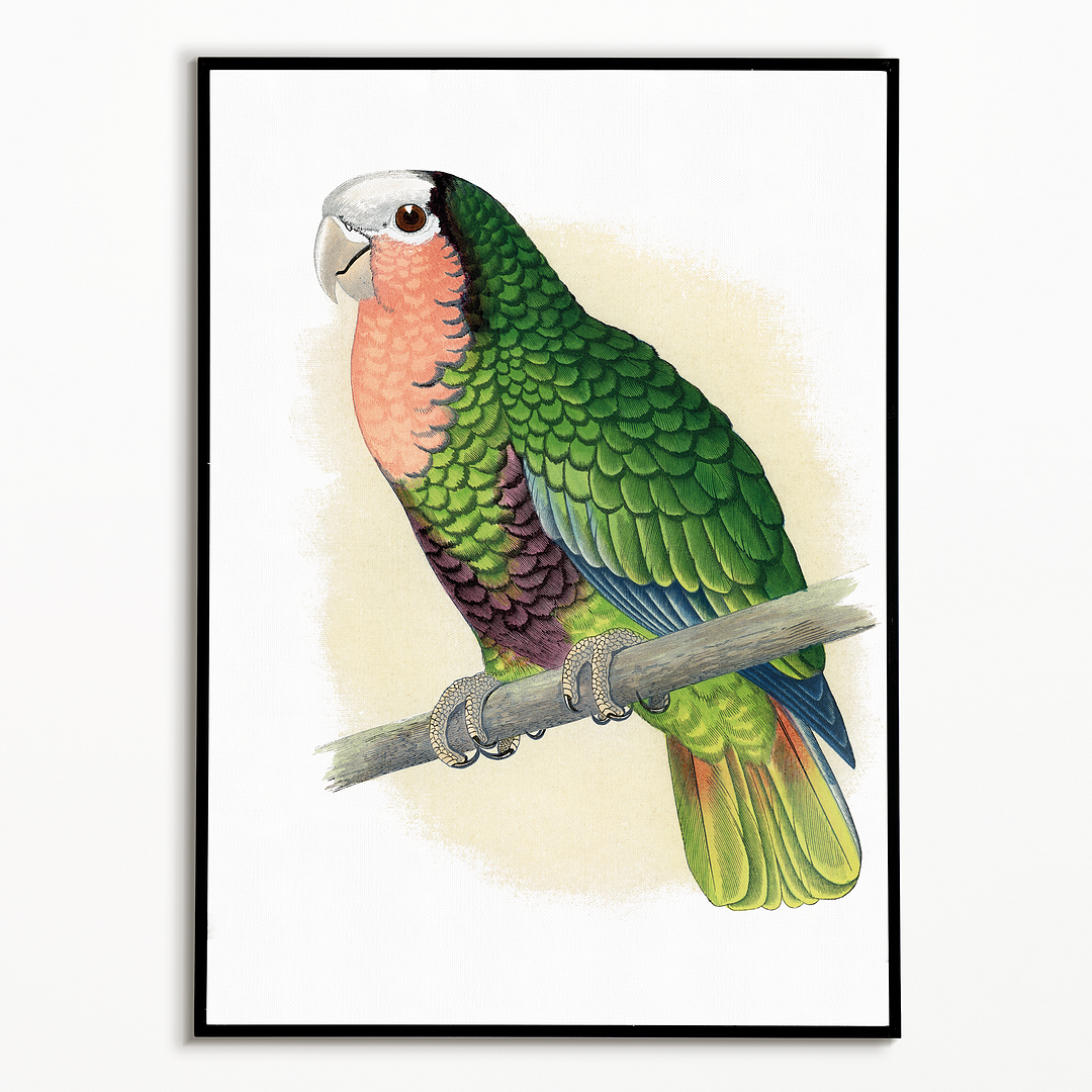 Red-Throated White-Fronted Amazon  - Art Print