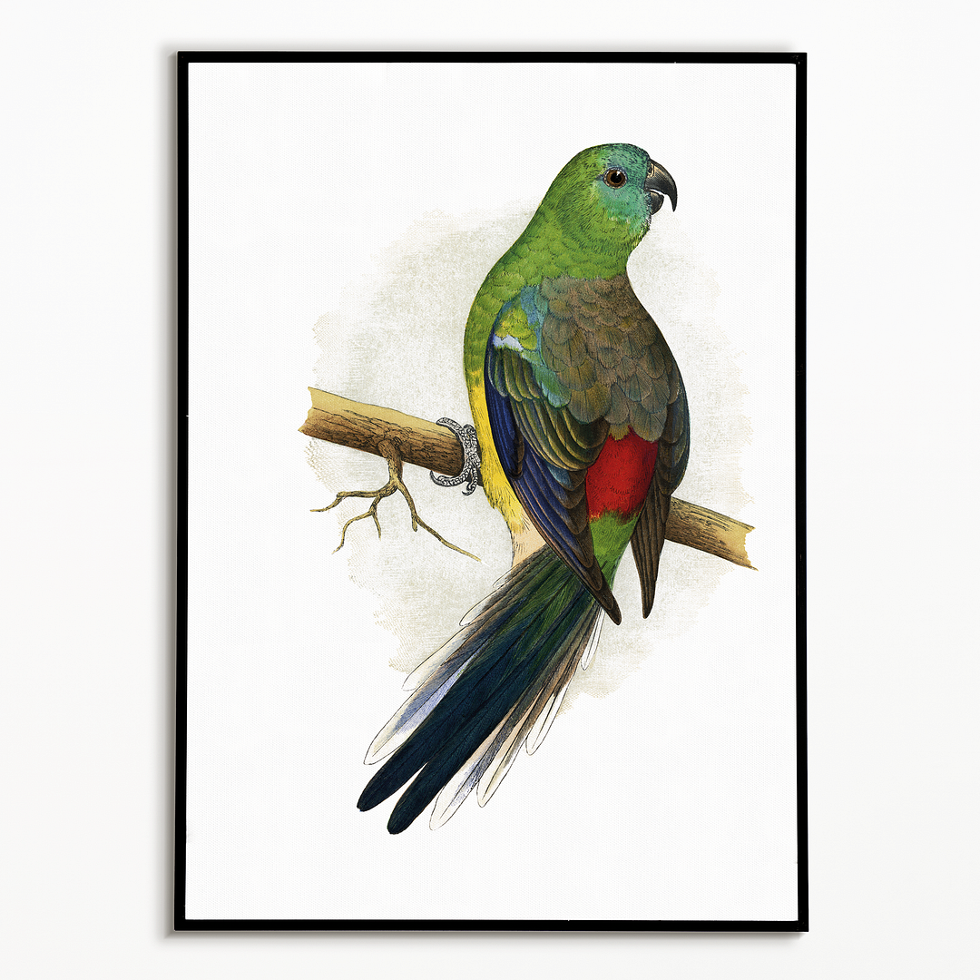 Blood or Red-Rumped Parrakeet  - Art Print