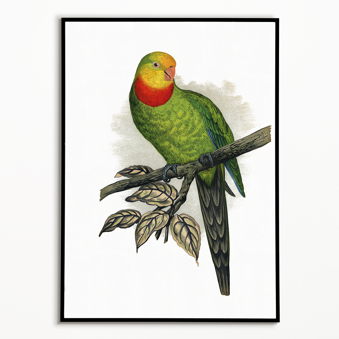 Barraband's Parakeet - Art Print