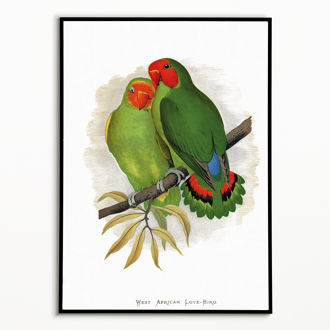 West African Love-Bird - Art Print