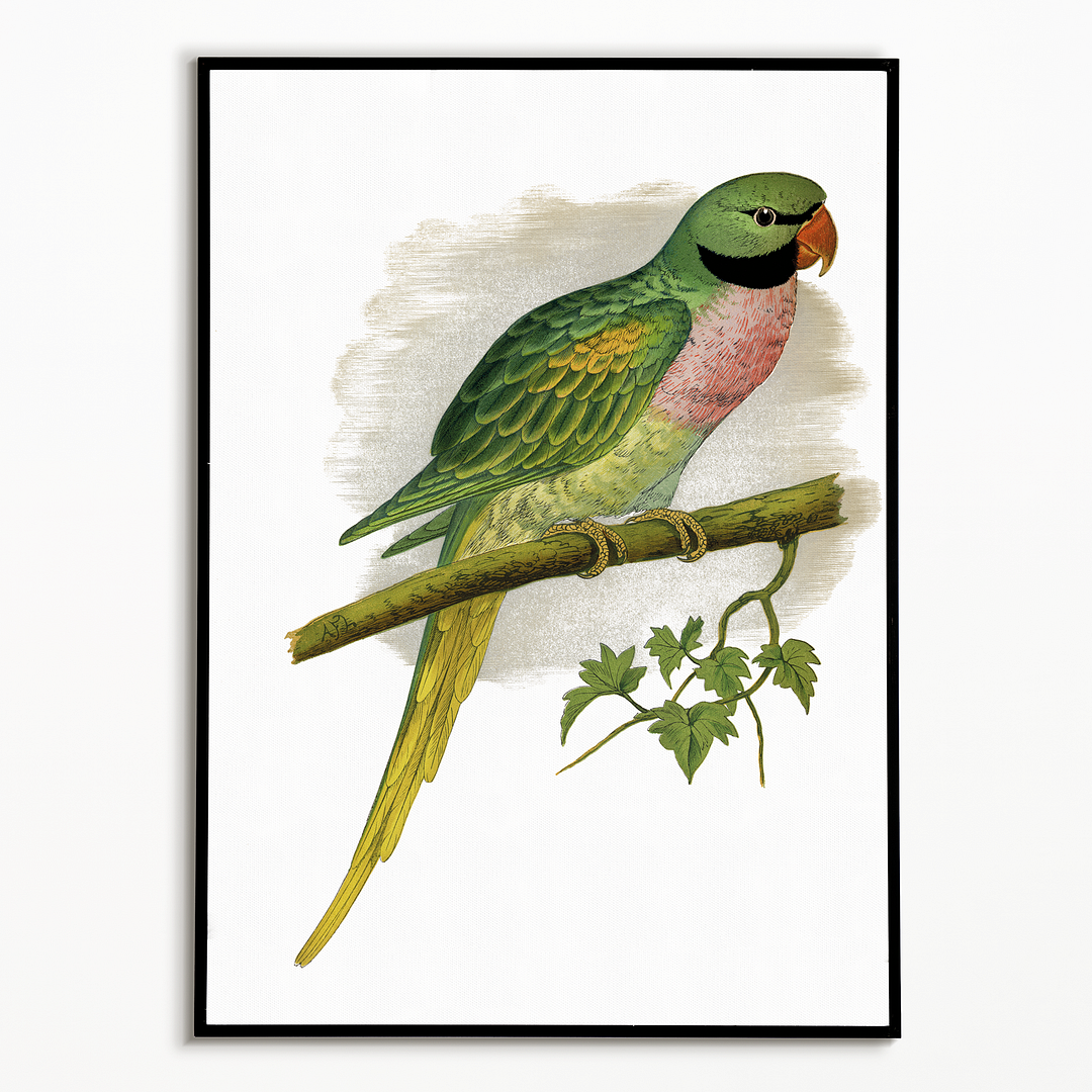 Javan Parrakeet  - Art Print