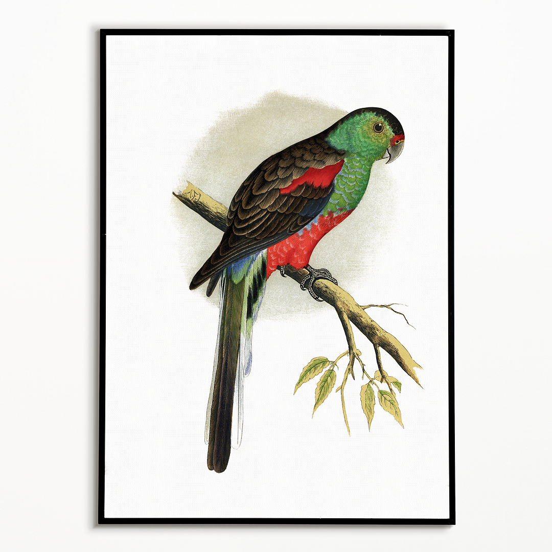 Beautiful or Paradise Parrakeet  - Art Print