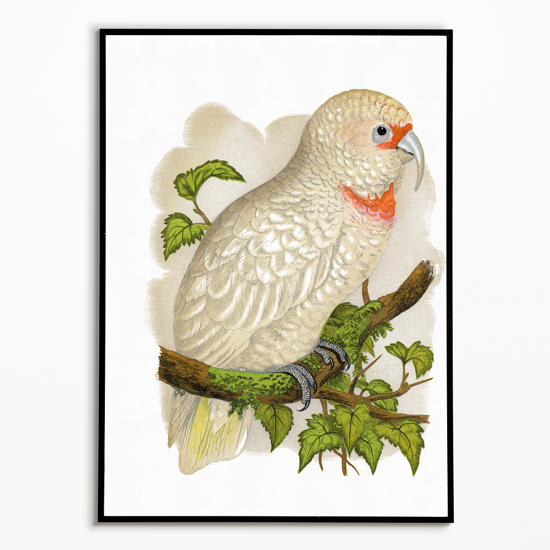 Slender-Billed Cockatoo - Art Print