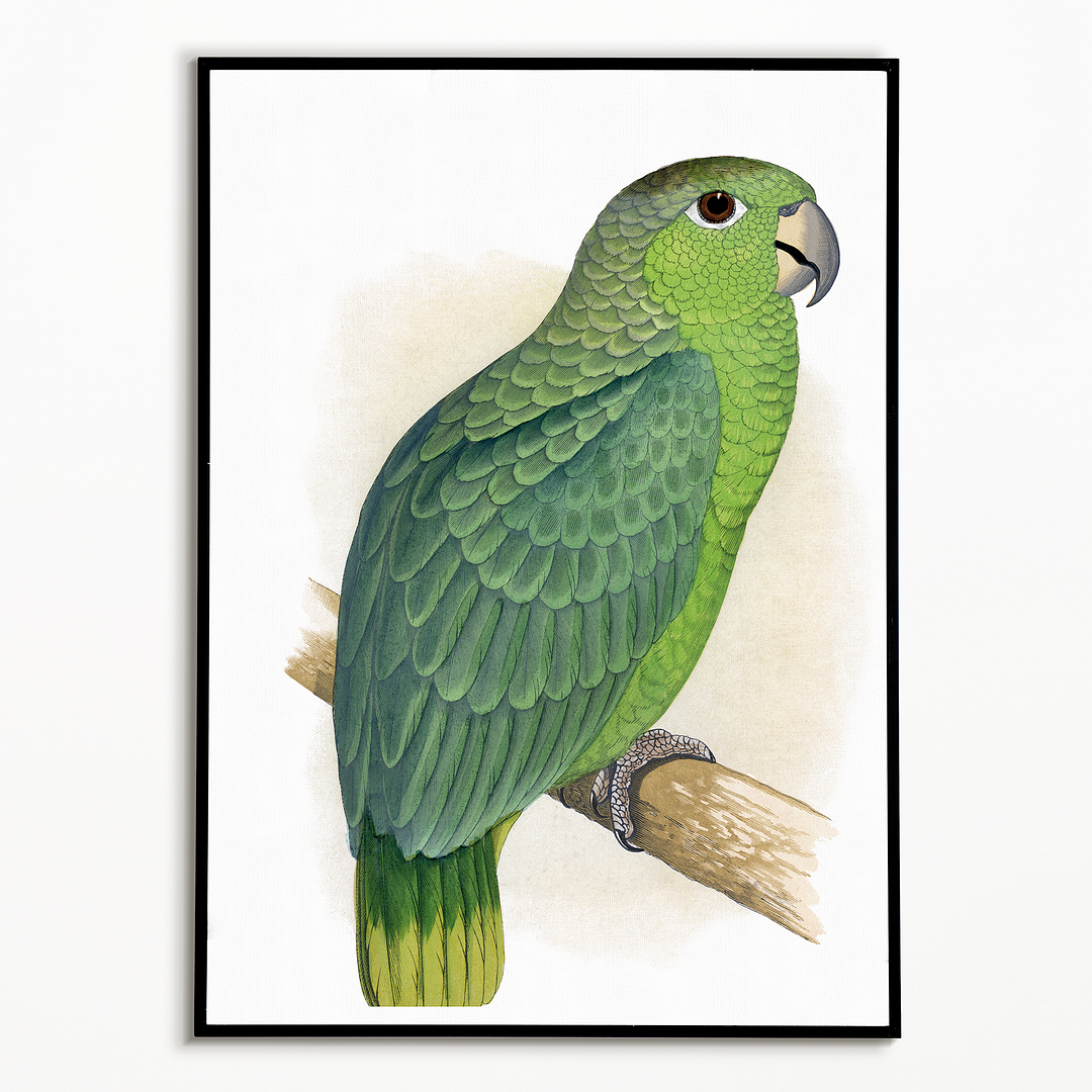Mealy Amazon - Art Print