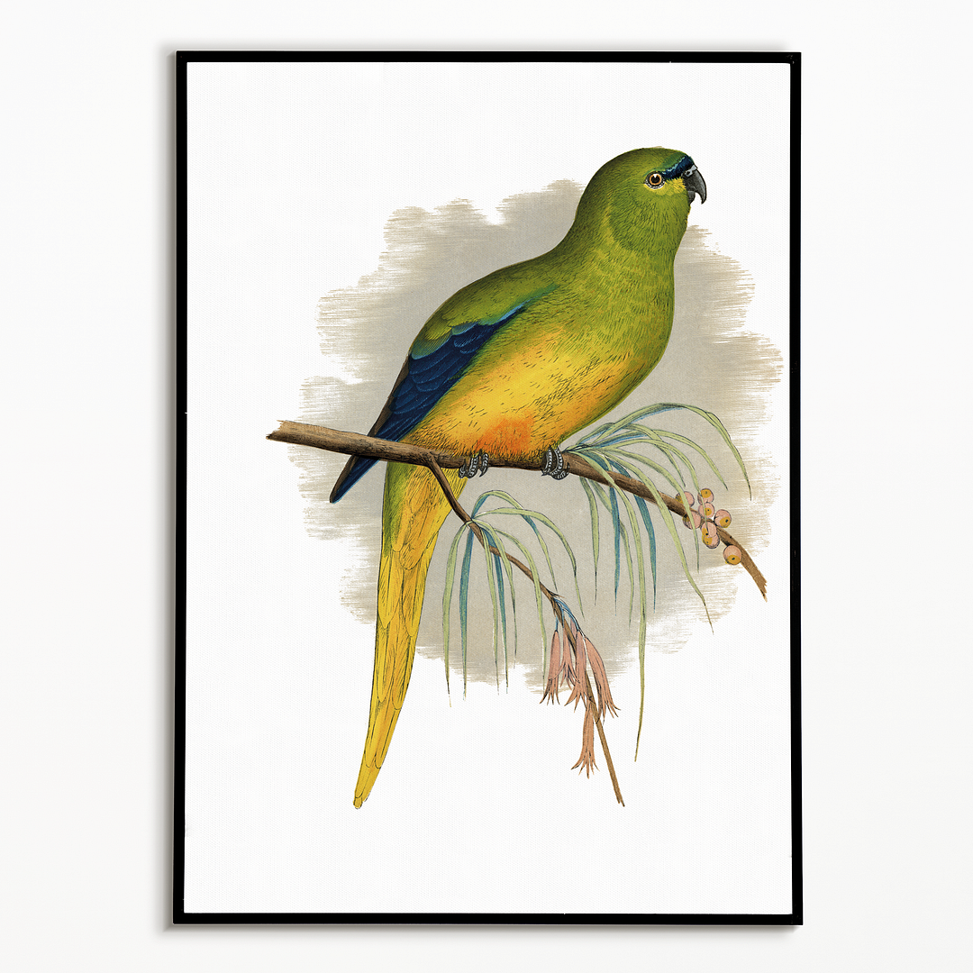Elegant Parrakeet - Art Print