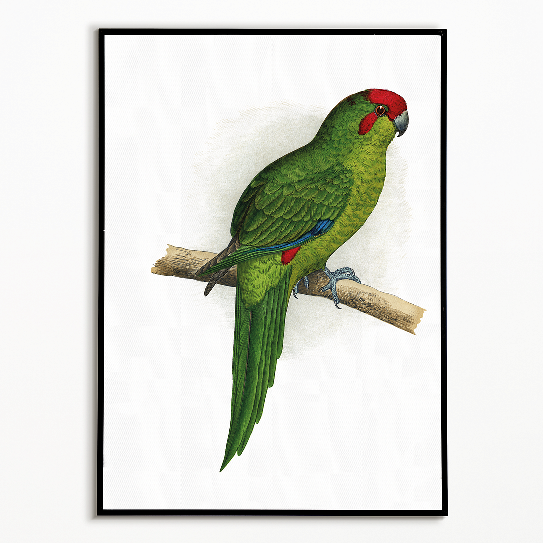 New Zealand Parrakeet  - Art Print