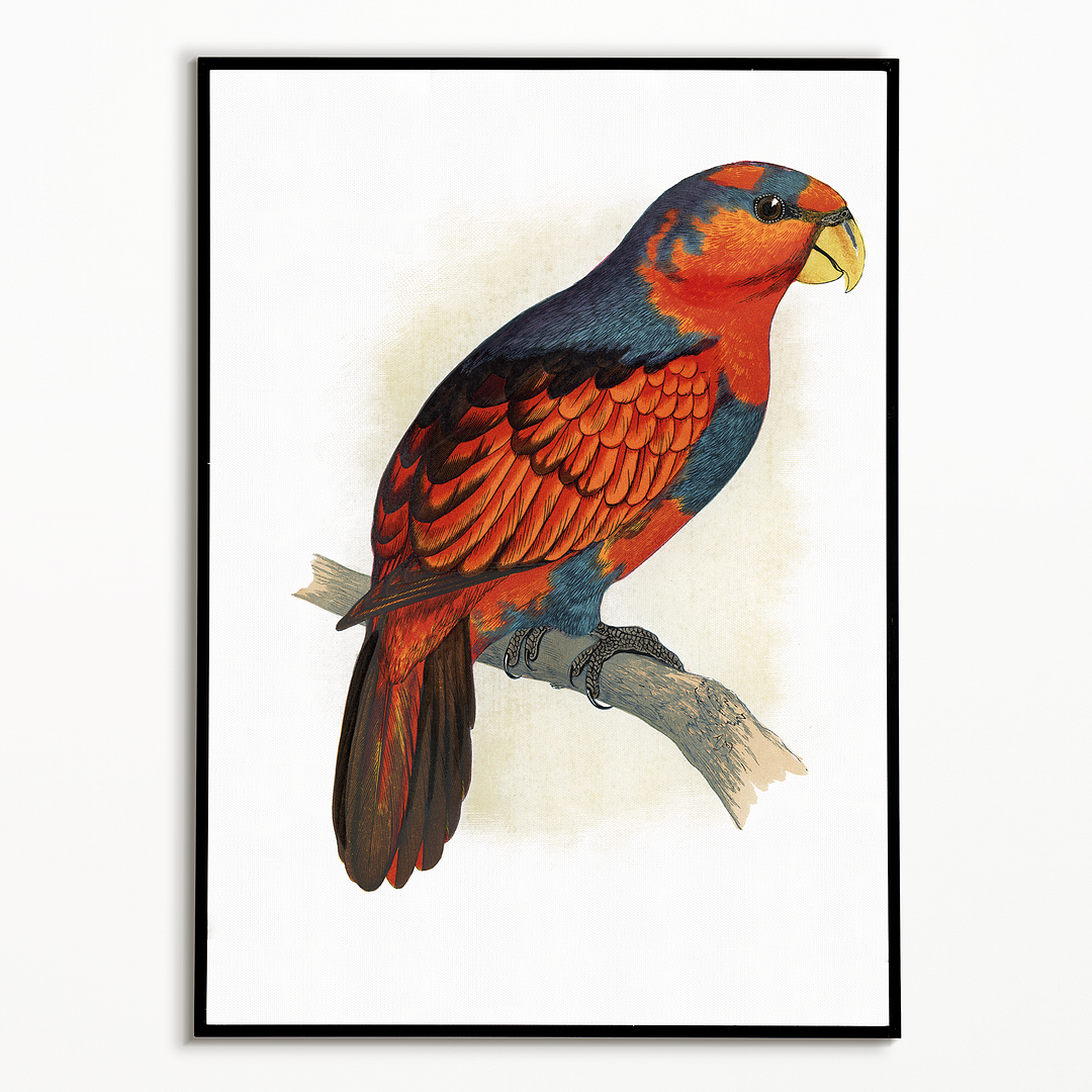 Blue-Crowned or Blue-Breasted Lory  - Art Print