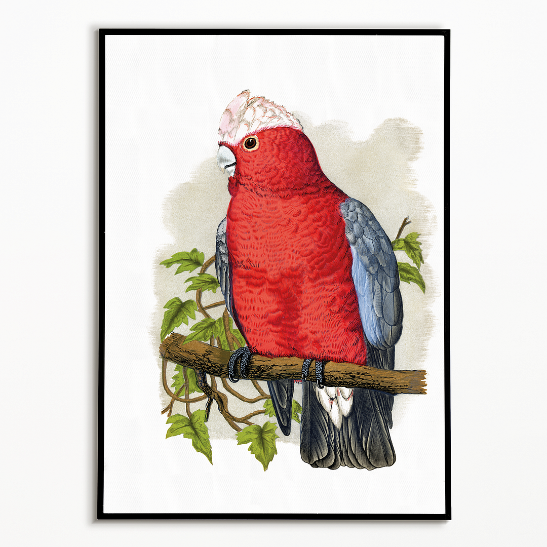 Rose-Breasted Cockatoo - Art Print