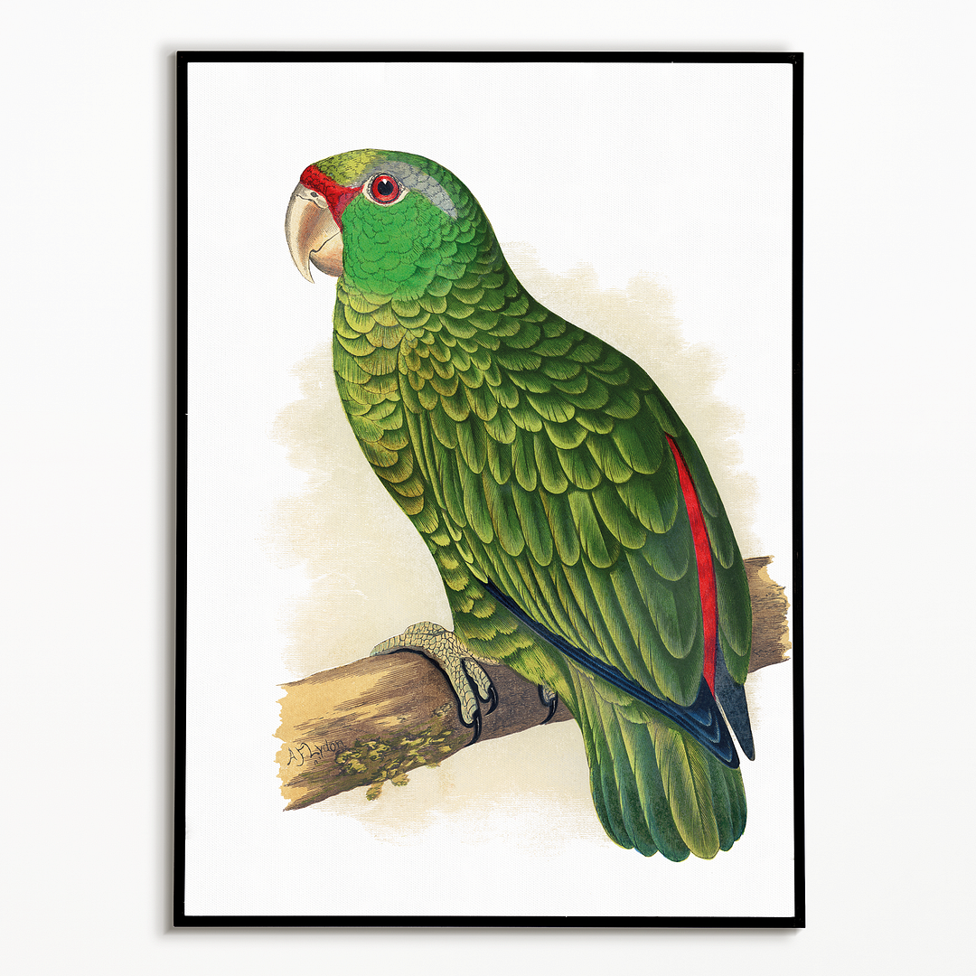 Festive Amazon Parrot - Art Print