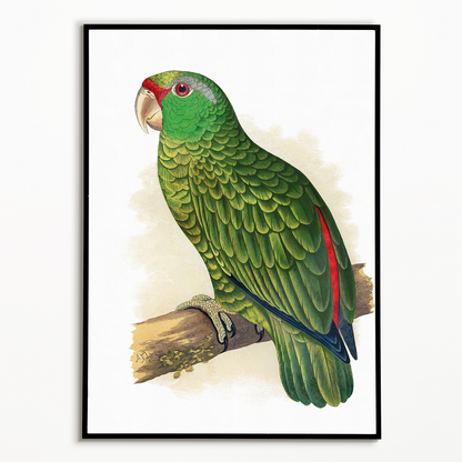 Festive Amazon Parrot - Art Print