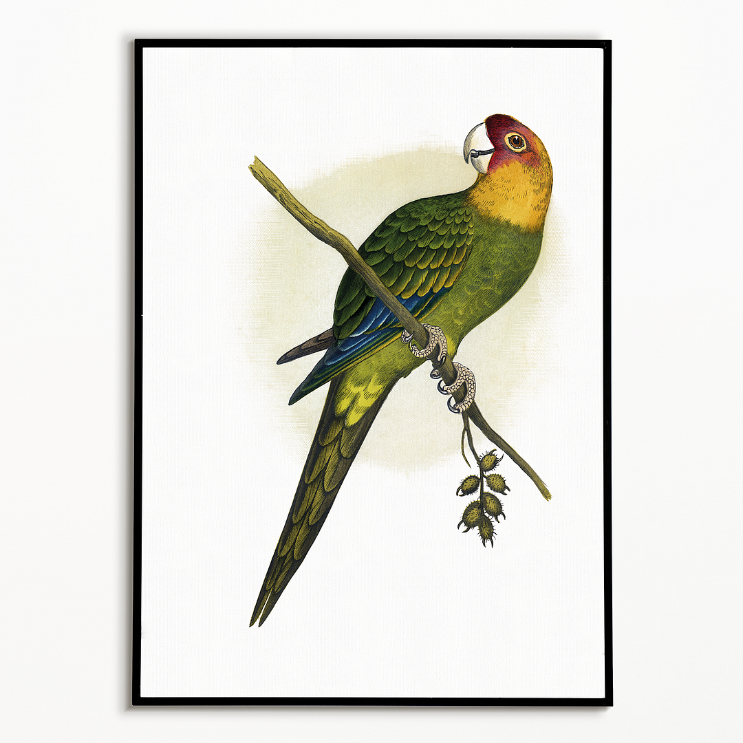 Carolina Parrot - Art Print