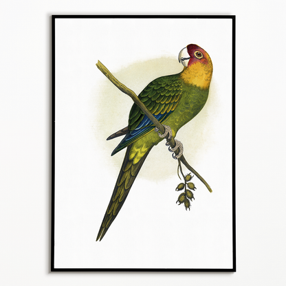 Carolina Parrot - Art Print