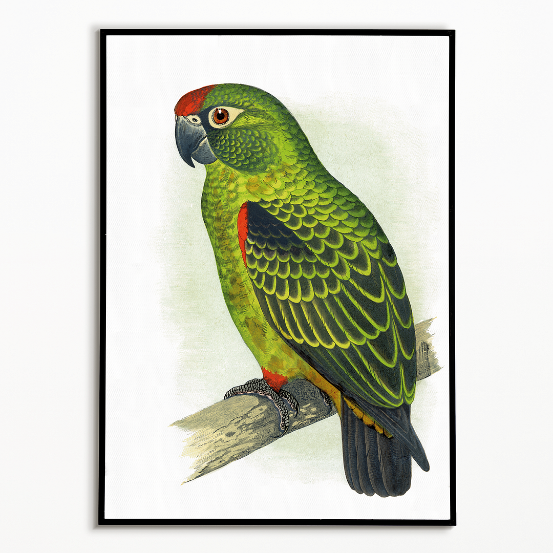 Jardine's Parrot - Art Print