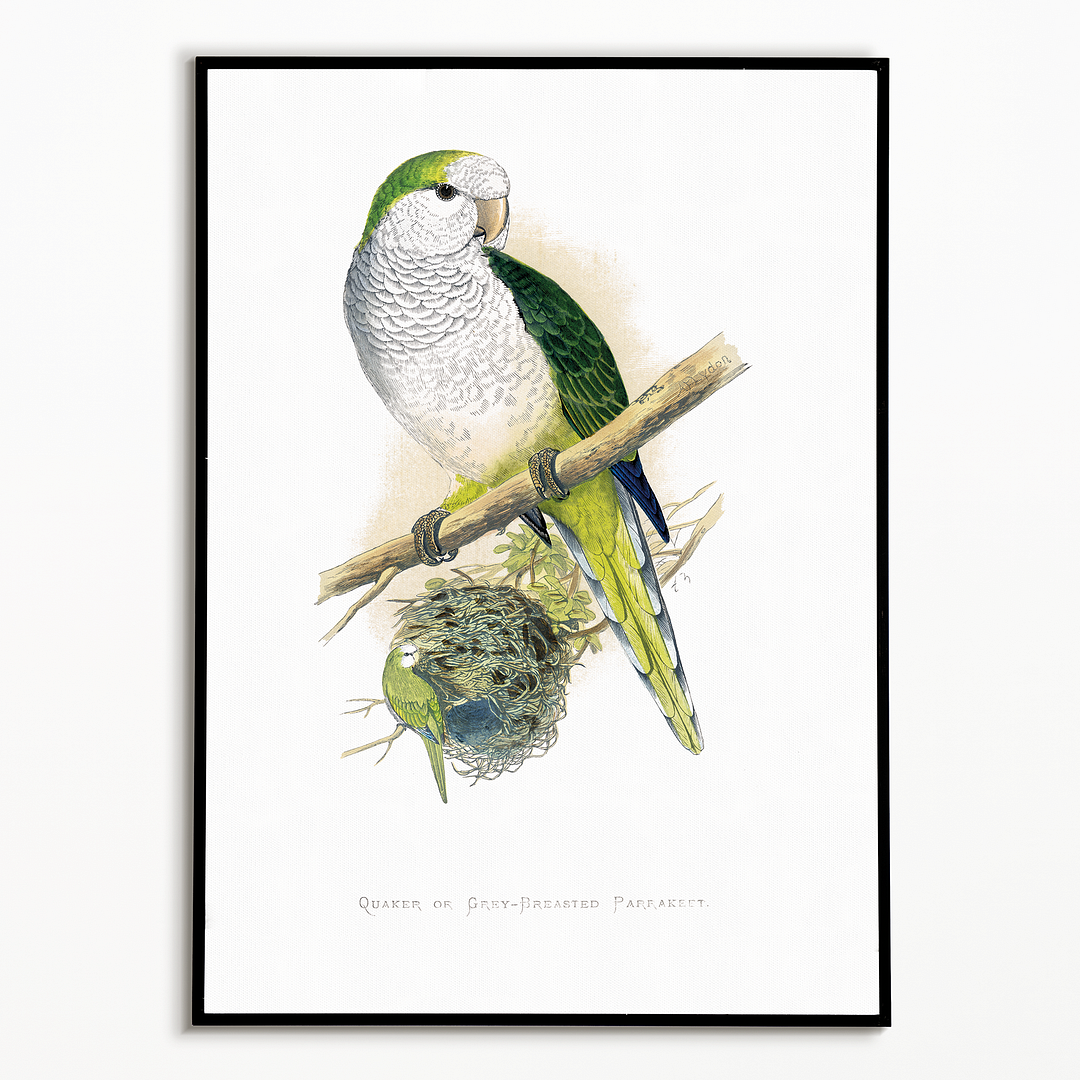 Quaker or Grey-breasted Parrakeet  - Art Print