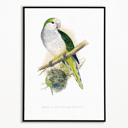 Quaker or Grey-breasted Parrakeet  - Art Print
