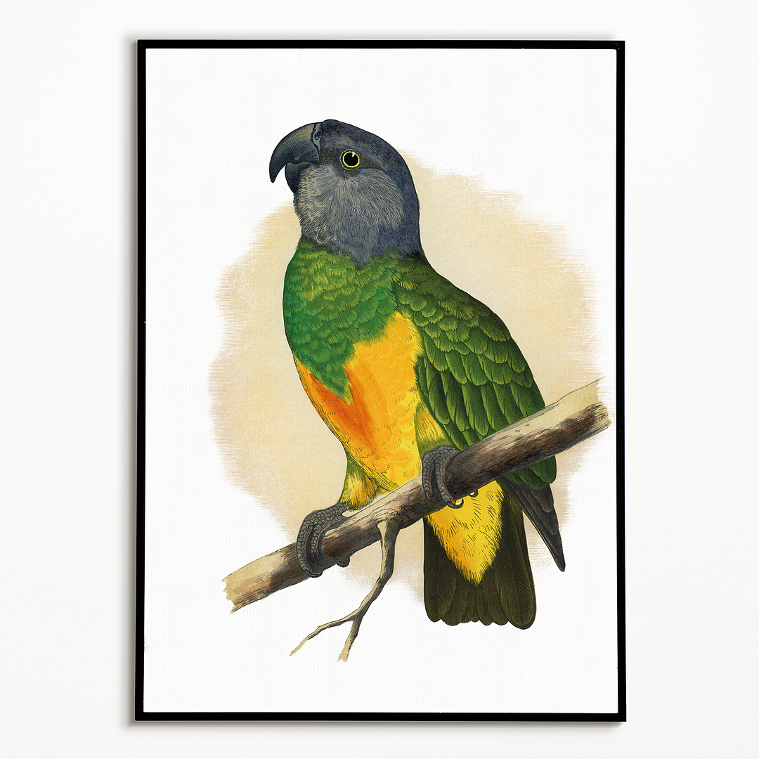 Senegal Parrot - Art Print