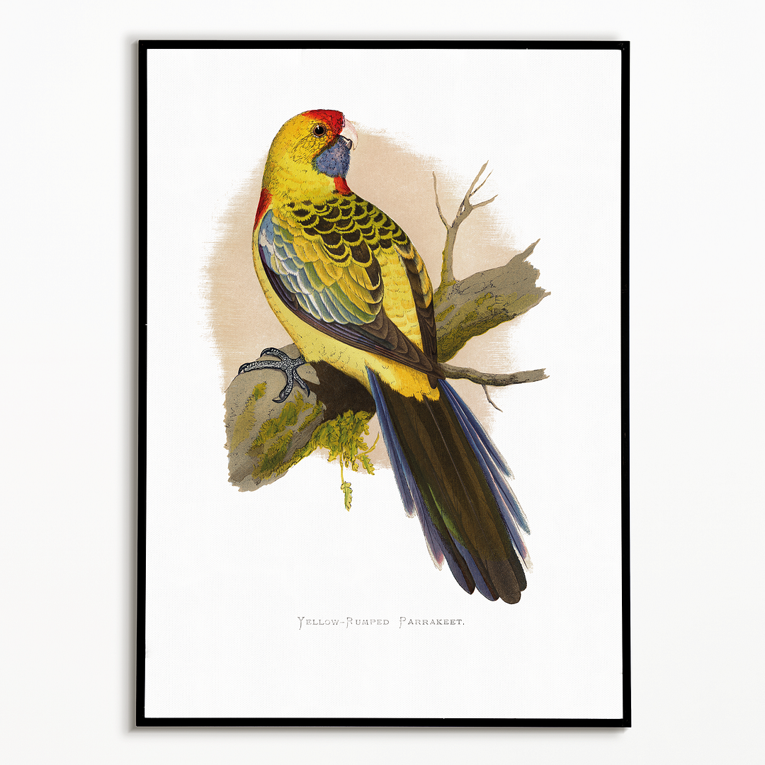 Yellow-Rumped Parrakeet  - Art Print