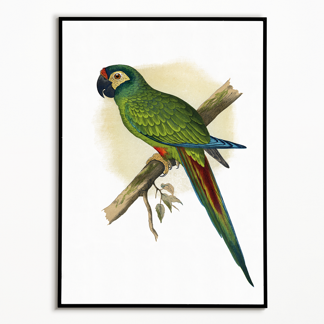 llliger's Macaw - Art Print
