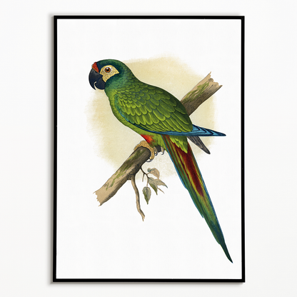 llliger's Macaw - Art Print