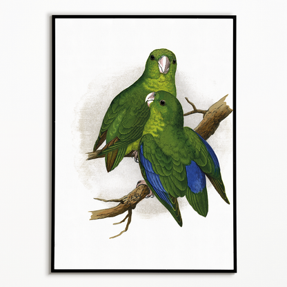Passerine or Blue-winged Parrakeet  - Art Print