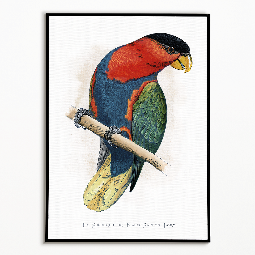 Tri-Coloured or Black-Capped Lory  - Art Print