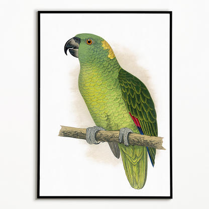 Yellow-Naped Amazon - Art Print