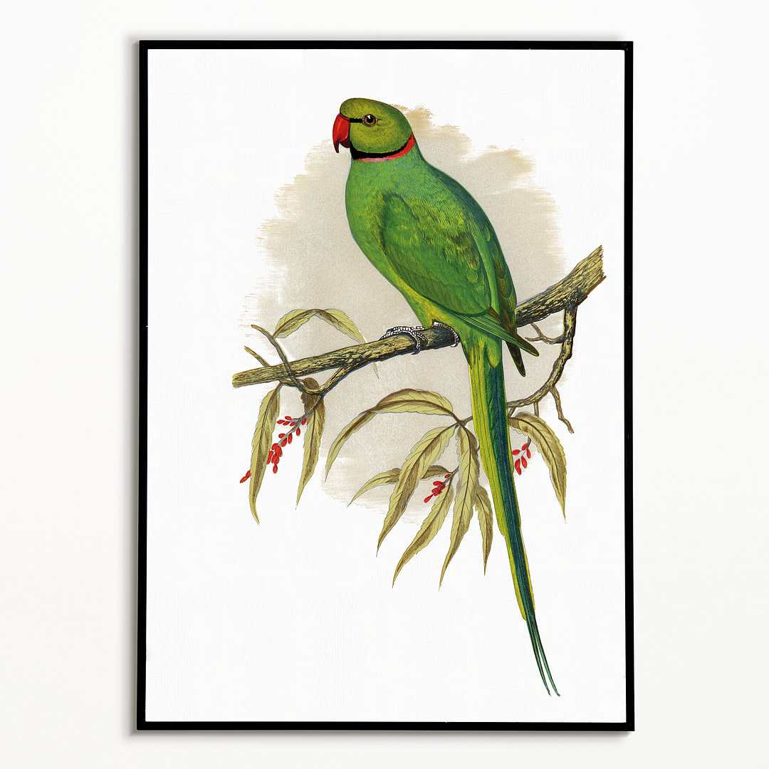 Ring-Necked or Bengal Parakeet  - Art Print