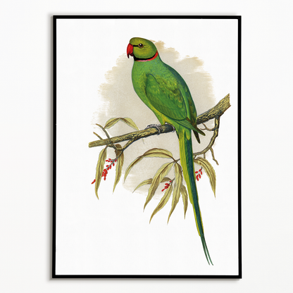 Ring-Necked or Bengal Parakeet  - Art Print