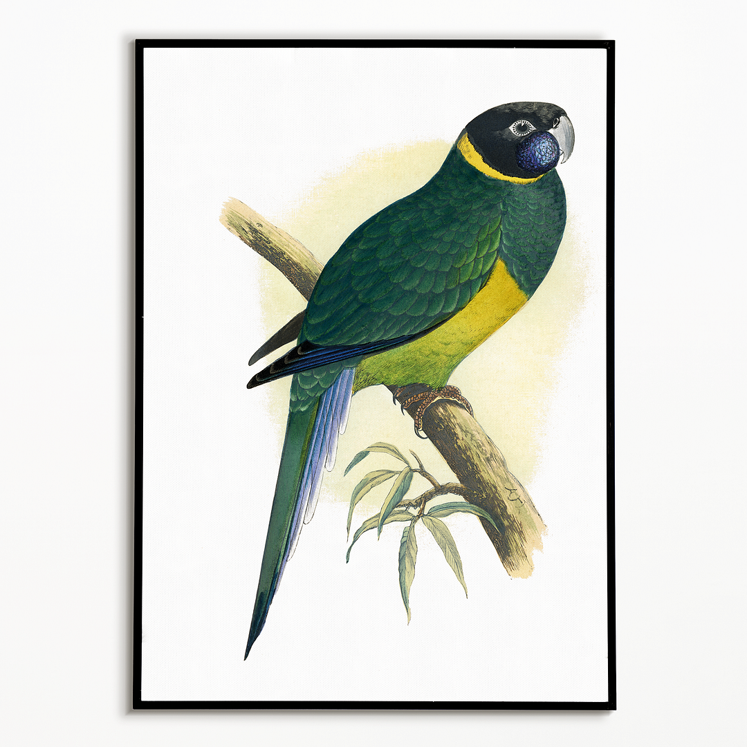 Bauer's Parrakeet - Art Print