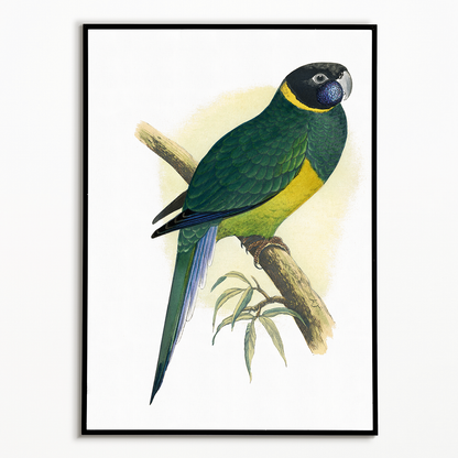 Bauer's Parrakeet - Art Print