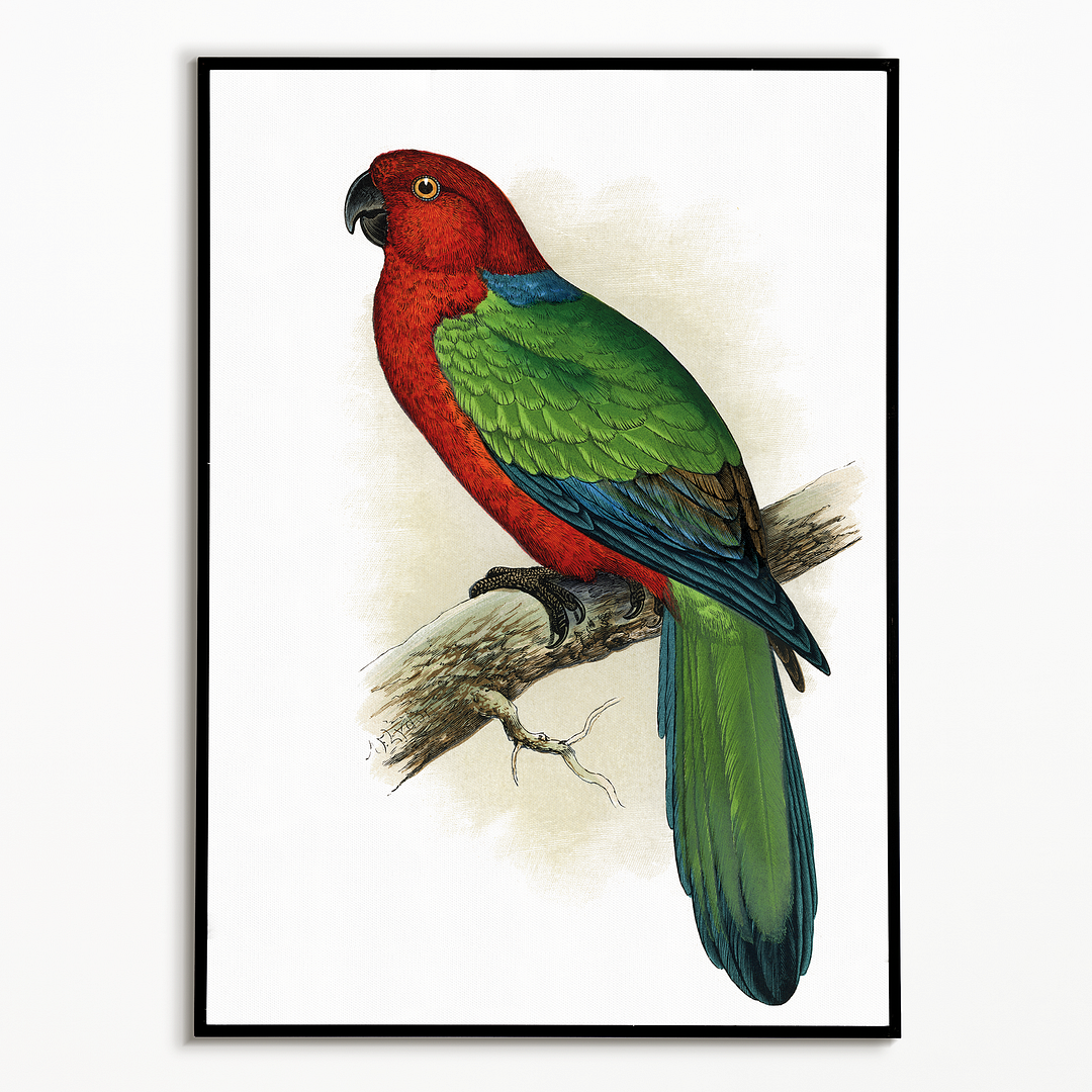 Red Shining Parrakeet - Art Print