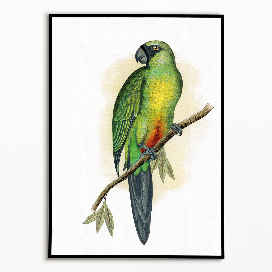 Masked Parrakeet - Art Print