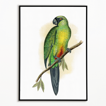 Masked Parrakeet - Art Print