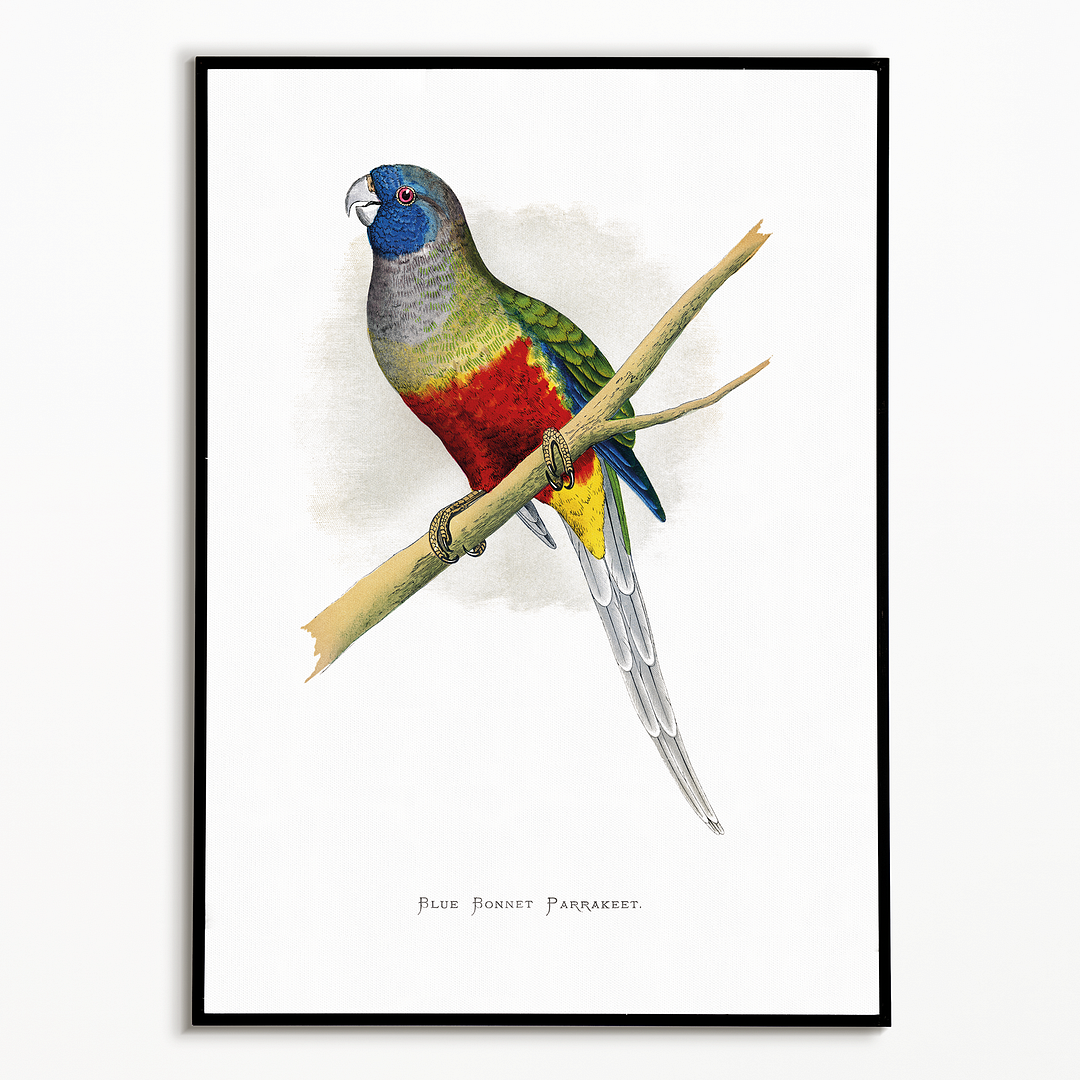 Blue Bonnet Parrakeet - Art Print