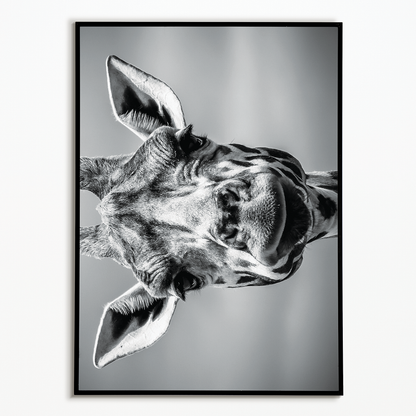 It's a giraf (Horizontal) - Art Print